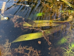 Vallisneria australis