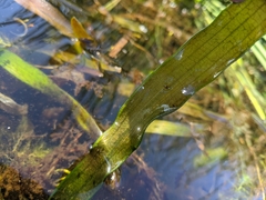 Vallisneria australis