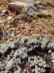 Eriogonum kennedyi austromontanum
