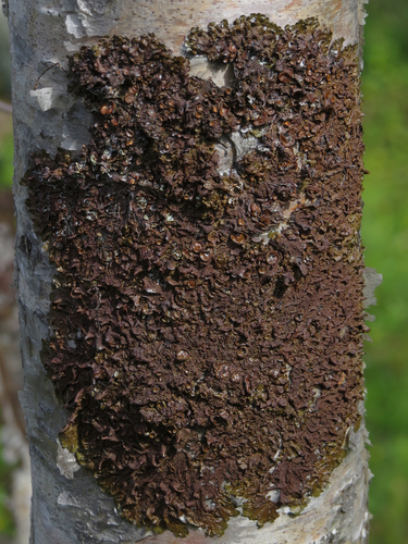 Spotted Camouflage Lichen