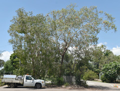 Eucalyptus chartaboma
