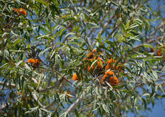 Eucalyptus chartaboma