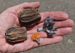 Eucalyptus chartaboma
