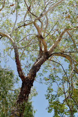 Eucalyptus chartaboma