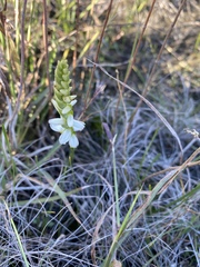 Spiranthes magnicamporum
