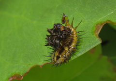 Aspidimorpha miliaris
