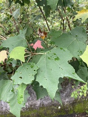 Mallotus paniculatus formosanus