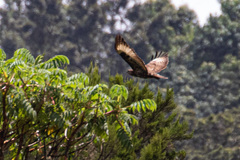 Buteo oreophilus
