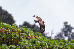 Buteo oreophilus