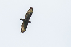 Buteo oreophilus