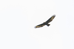 Buteo oreophilus