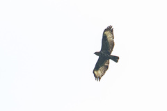 Buteo oreophilus