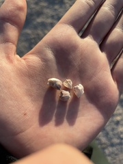 Balanus amphitrite saltonensis