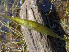 Vallisneria australis