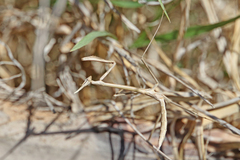 Hypsicorypha gracilis