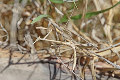 Hypsicorypha gracilis