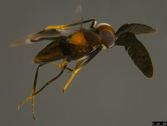 Cryptanusia