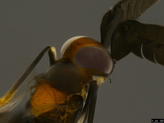 Cryptanusia