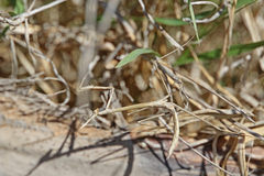Hypsicorypha gracilis