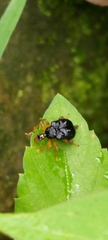 Paroplapoderus