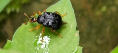 Paroplapoderus