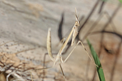 Hypsicorypha gracilis