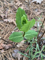 Asclepias amplexicaulis