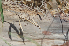 Hypsicorypha gracilis