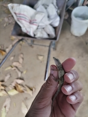 Anolis aeneus