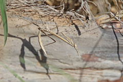 Hypsicorypha gracilis