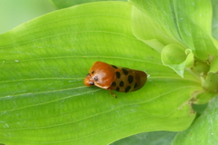 Cosmoscarta septempunctata