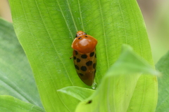 Cosmoscarta septempunctata