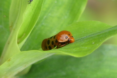Cosmoscarta septempunctata