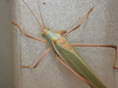 Elephantodeta nobilis