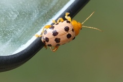 Podontia quatuordecimpunctata