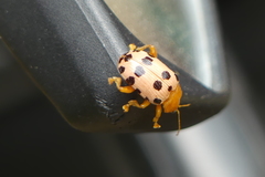 Podontia quatuordecimpunctata