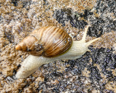 Bothriembryon tasmanicus