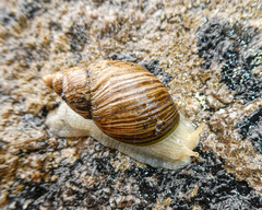 Bothriembryon tasmanicus