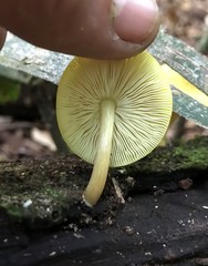 Pluteus chrysaegis