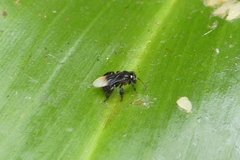 Tetrigona melanoleuca