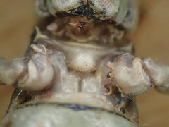 Macrolobalia ocellata