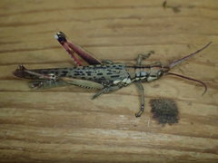 Macrolobalia ocellata