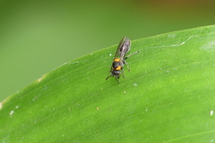 Ropalidia bicolorata