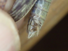 Macrolobalia ocellata