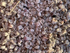 Balanus amphitrite saltonensis