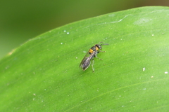 Ropalidia bicolorata