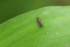 Ropalidia bicolorata