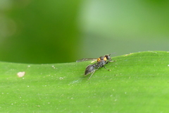 Ropalidia bicolorata