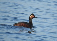 Podiceps nigricollis