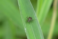 Proboscidocoris malayus